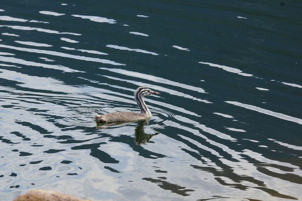 Svasso maggiore (Podiceps cristatus), giovane